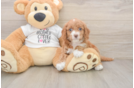 Cockapoo Pup Being Cute