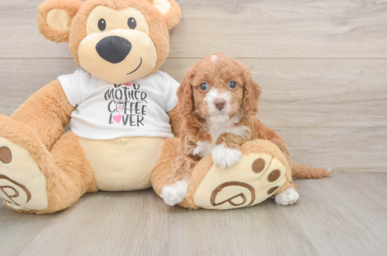Cockapoo Pup Being Cute