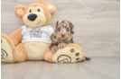 Best Cockapoo Baby