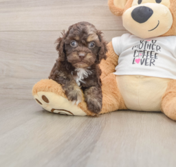 6 week old Cockapoo Puppy For Sale - Lone Star Pups