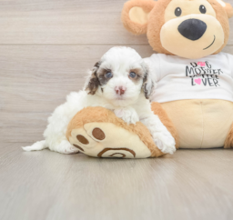 6 week old Cockapoo Puppy For Sale - Lone Star Pups