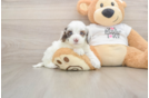 Best Cockapoo Baby