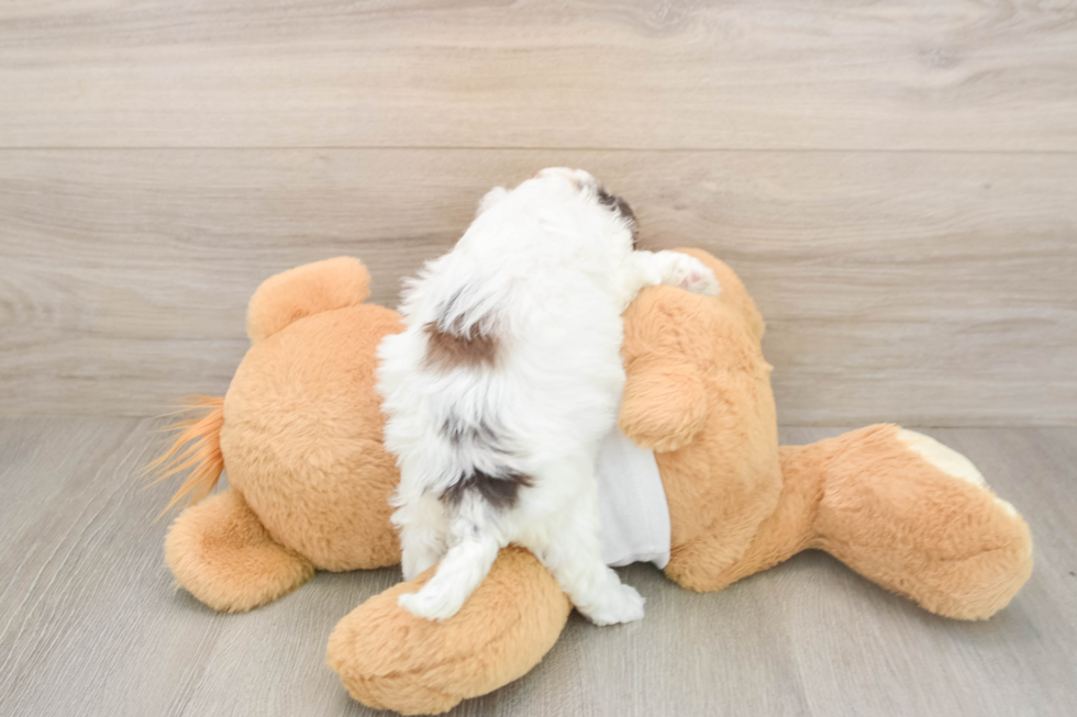 Best Cockapoo Baby