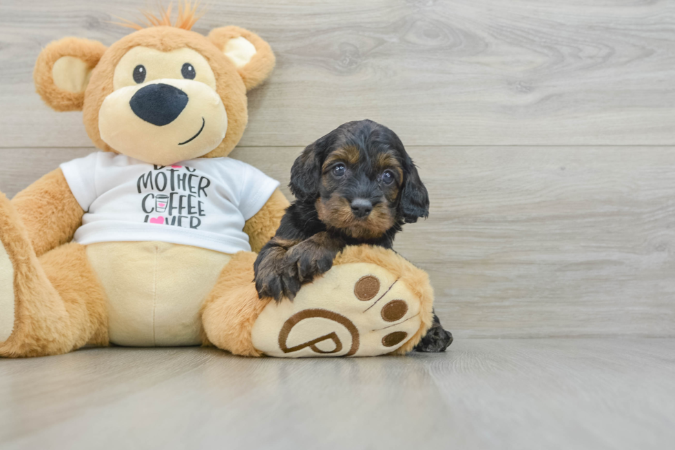 Sweet Cockapoo Baby