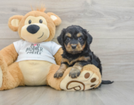 7 week old Cockapoo Puppy For Sale - Lone Star Pups