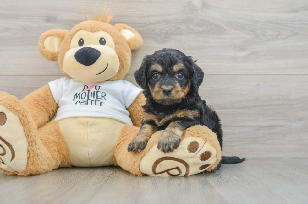 5 week old Cockapoo Puppy For Sale - Lone Star Pups
