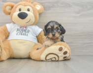 8 week old Cockapoo Puppy For Sale - Lone Star Pups