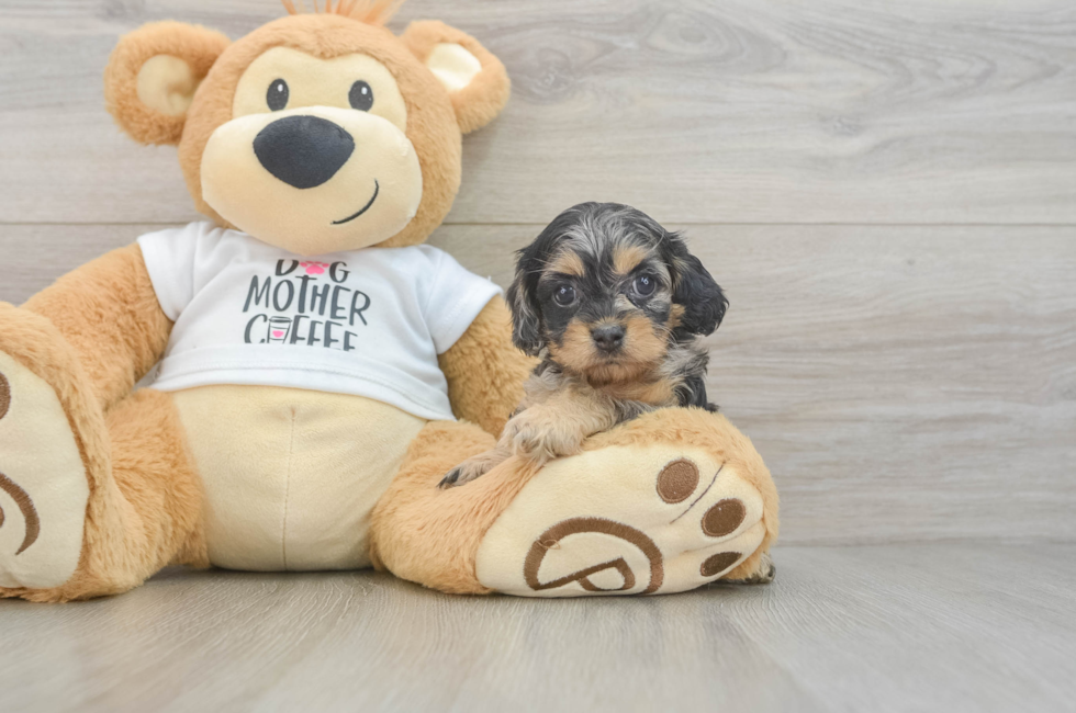 5 week old Cockapoo Puppy For Sale - Lone Star Pups