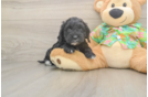 Cockapoo Pup Being Cute