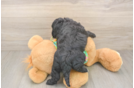 Best Cockapoo Baby