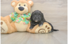 Cockapoo Pup Being Cute