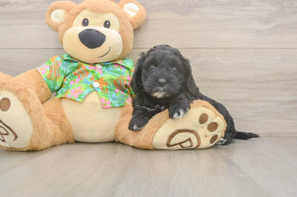 6 week old Cockapoo Puppy For Sale - Lone Star Pups