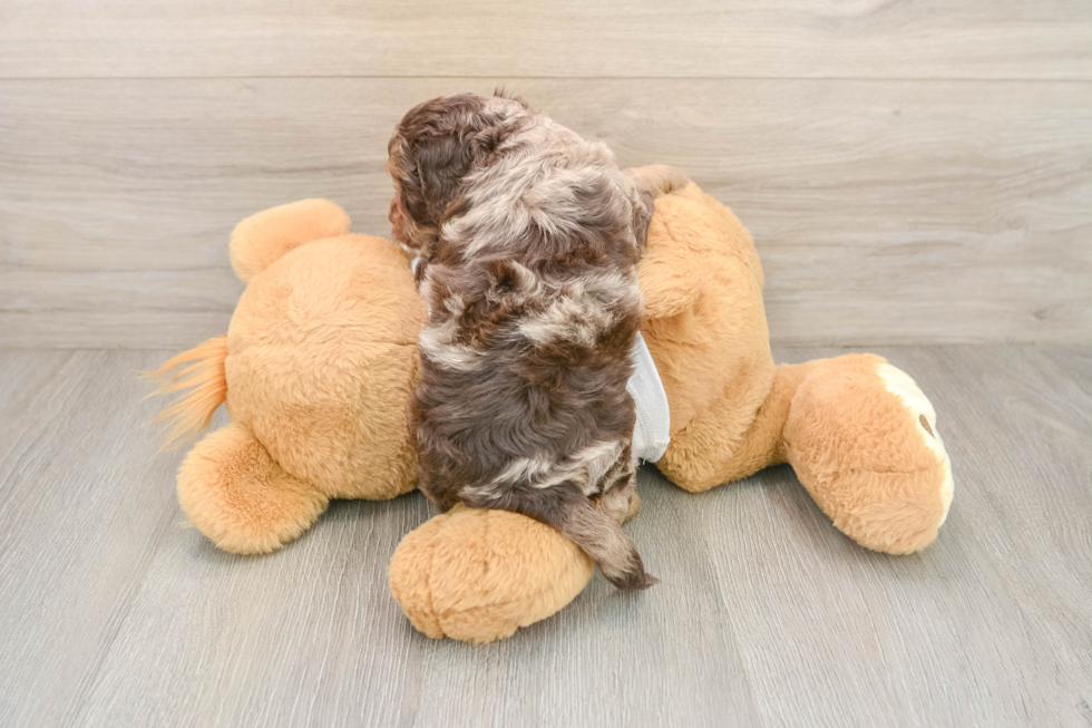 Best Cockapoo Baby
