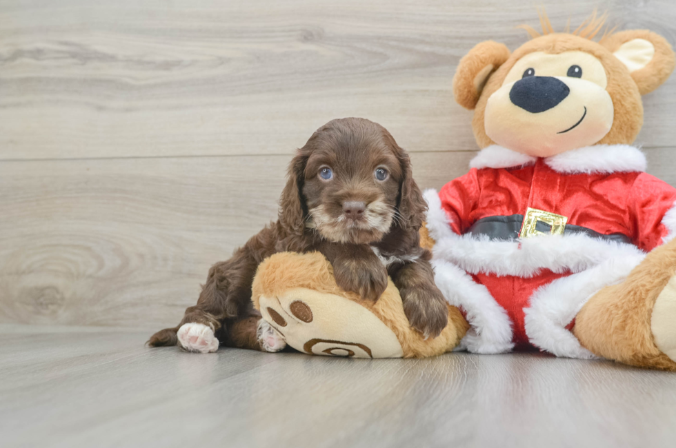 5 week old Cockapoo Puppy For Sale - Lone Star Pups