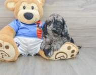 6 week old Cockapoo Puppy For Sale - Lone Star Pups