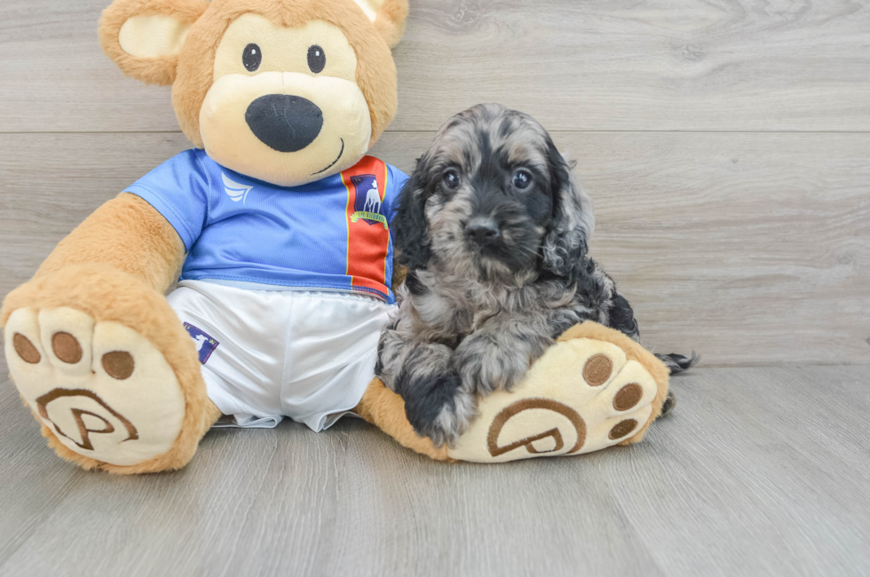 6 week old Cockapoo Puppy For Sale - Lone Star Pups