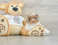8 week old Cockapoo Puppy For Sale - Lone Star Pups