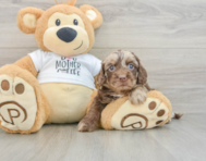 5 week old Cockapoo Puppy For Sale - Lone Star Pups