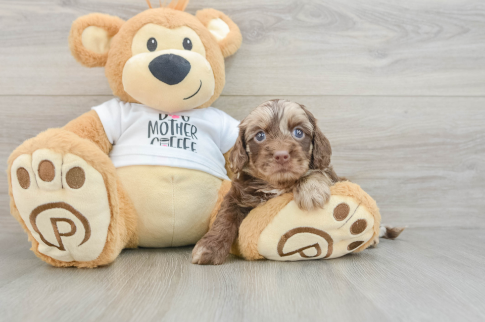 5 week old Cockapoo Puppy For Sale - Lone Star Pups