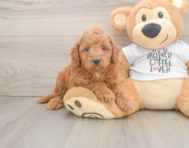 7 week old Cockapoo Puppy For Sale - Lone Star Pups
