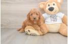 Best Cockapoo Baby