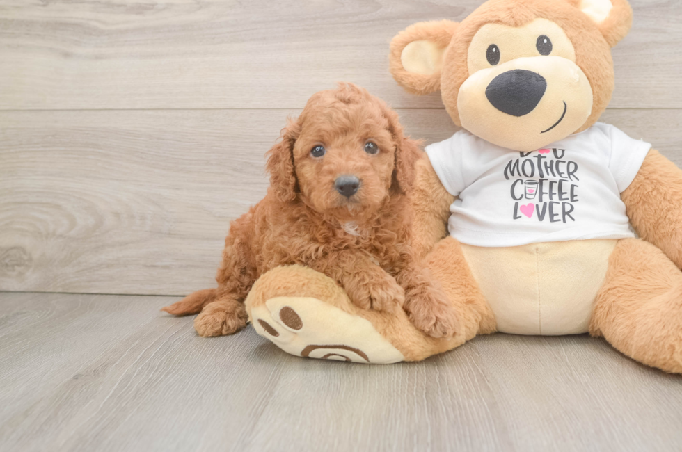 5 week old Cockapoo Puppy For Sale - Lone Star Pups