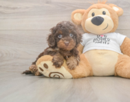 6 week old Cockapoo Puppy For Sale - Lone Star Pups