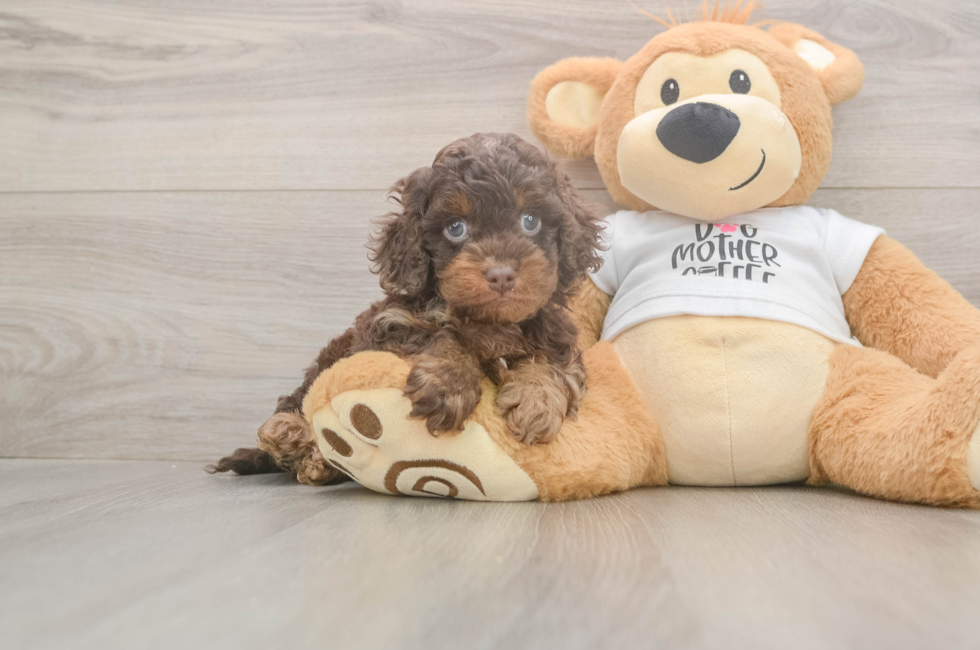 5 week old Cockapoo Puppy For Sale - Lone Star Pups