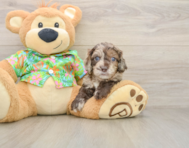 5 week old Cockapoo Puppy For Sale - Lone Star Pups