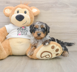 8 week old Cockapoo Puppy For Sale - Lone Star Pups