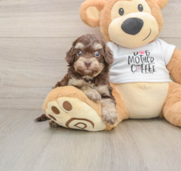 5 week old Cockapoo Puppy For Sale - Lone Star Pups