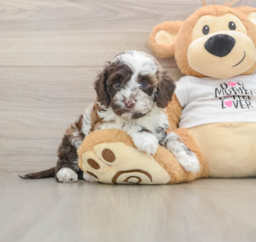 5 week old Cockapoo Puppy For Sale - Lone Star Pups