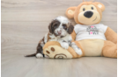 Cockapoo Pup Being Cute