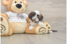 Cockapoo Pup Being Cute