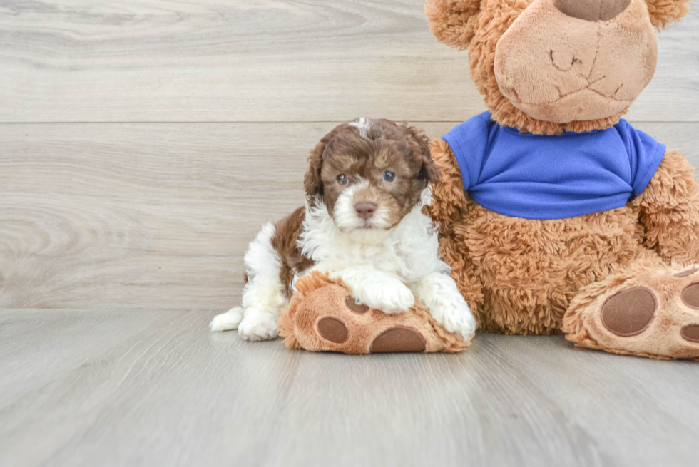 Hypoallergenic Cocker Doodle Poodle Mix Puppy