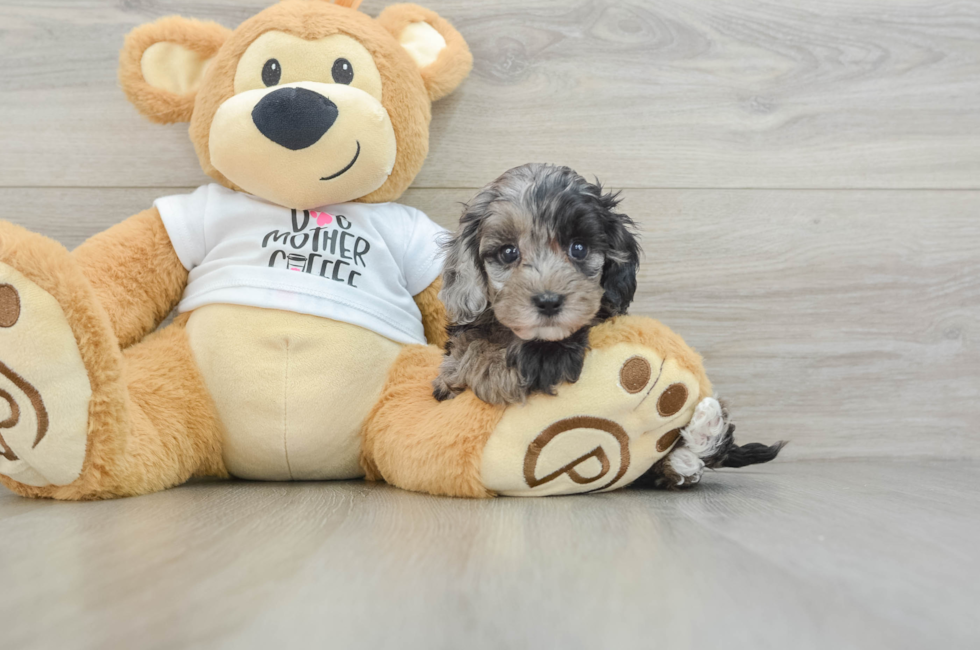 5 week old Cockapoo Puppy For Sale - Lone Star Pups