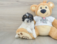 8 week old Cockapoo Puppy For Sale - Lone Star Pups