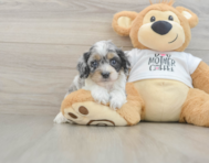 7 week old Cockapoo Puppy For Sale - Lone Star Pups