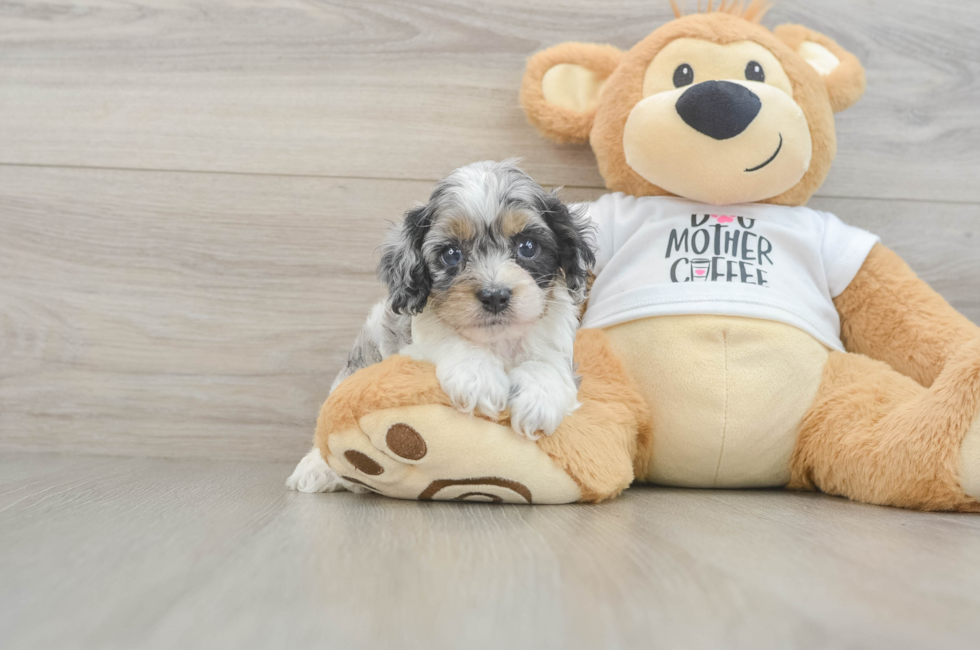 5 week old Cockapoo Puppy For Sale - Lone Star Pups