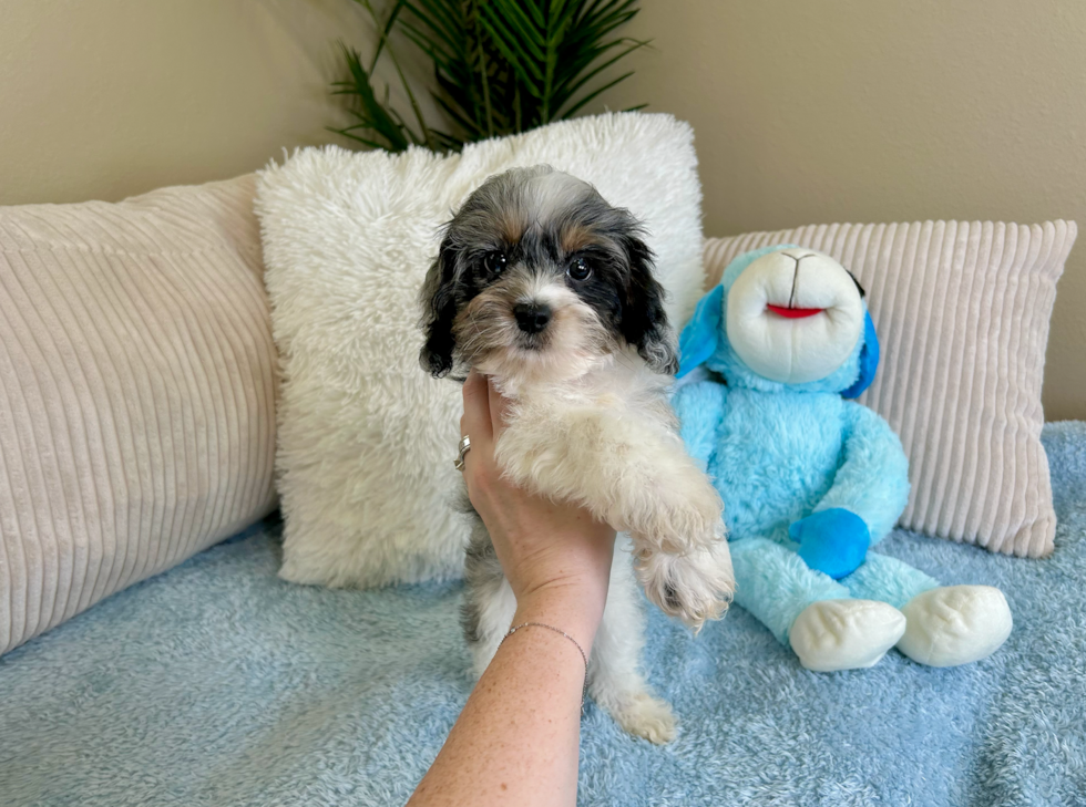 Cute Cockapoo Poodle Mix Pup
