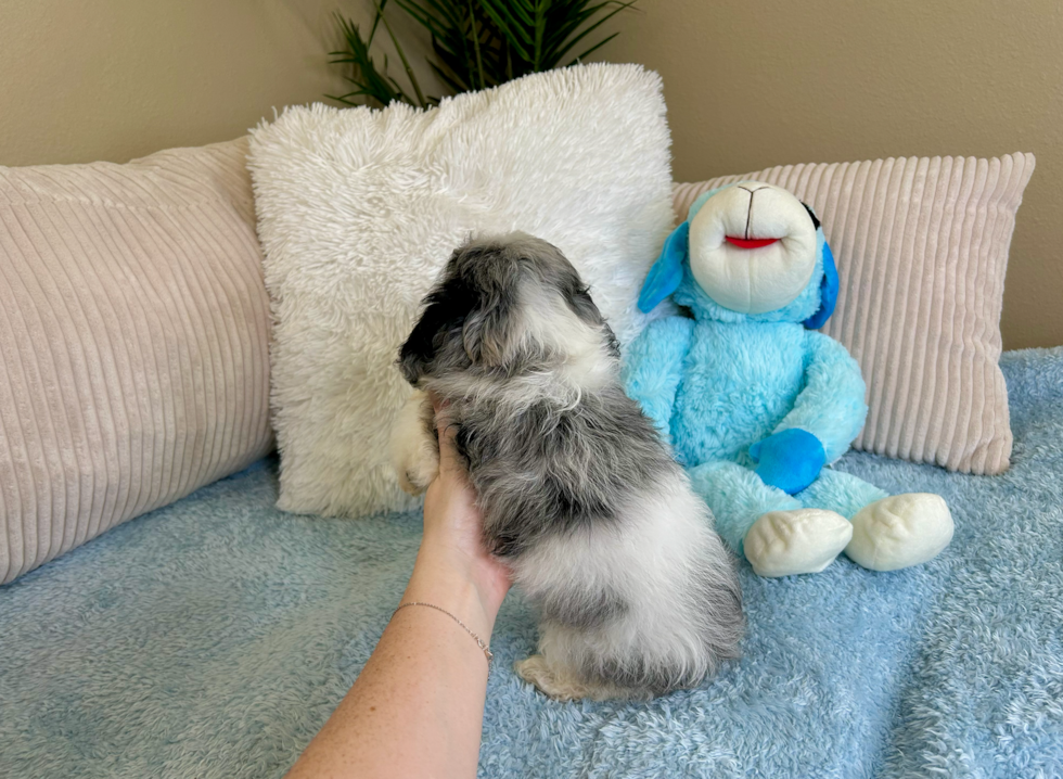 Best Cockapoo Baby