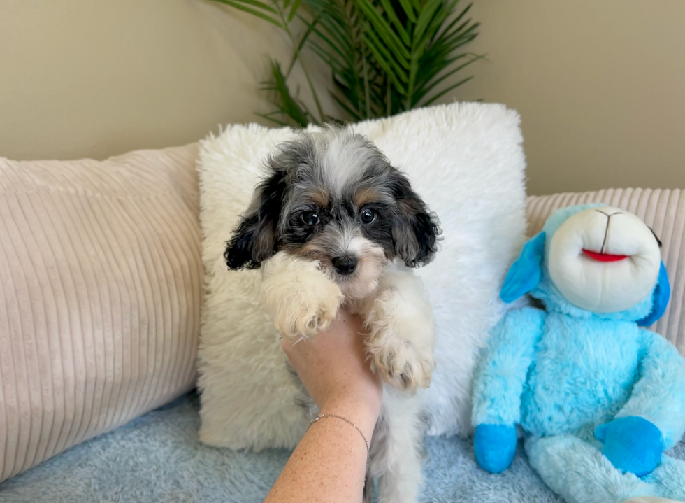 Best Cockapoo Baby