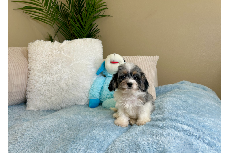 Best Cockapoo Baby