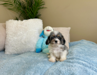 9 week old Cockapoo Puppy For Sale - Lone Star Pups