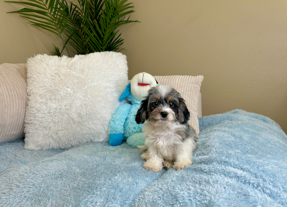 Best Cockapoo Baby