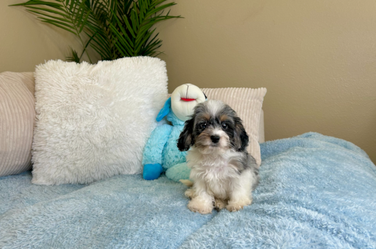 Best Cockapoo Baby