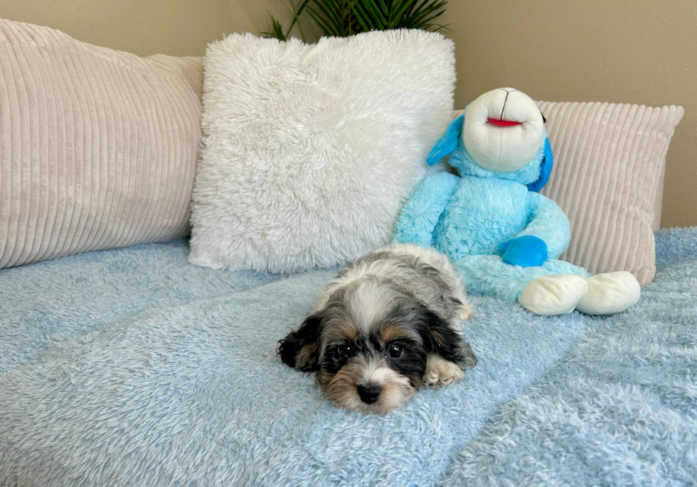 Cute Cockapoo Baby