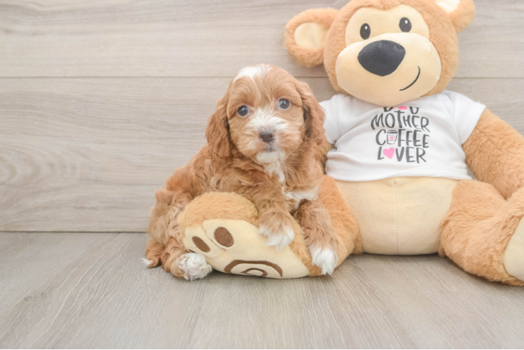 Cockapoo Pup Being Cute
