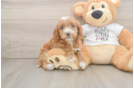 Cockapoo Pup Being Cute