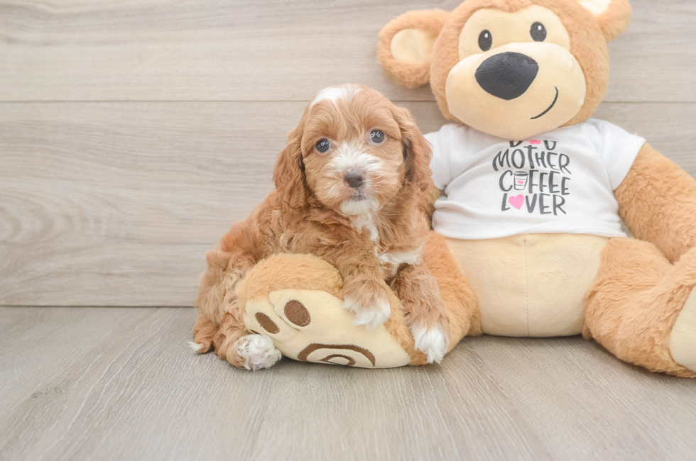 5 week old Cockapoo Puppy For Sale - Lone Star Pups